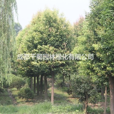 成都油麻藤基地1-3米多少錢，工程苗批發(fā)，扶坡植物*選