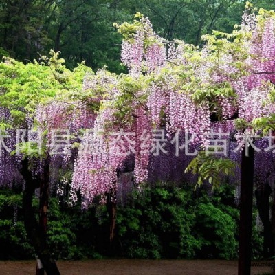 林木種子 油麻藤種子 牛馬藤 常綠油麻藤 大血藤 藤本植物