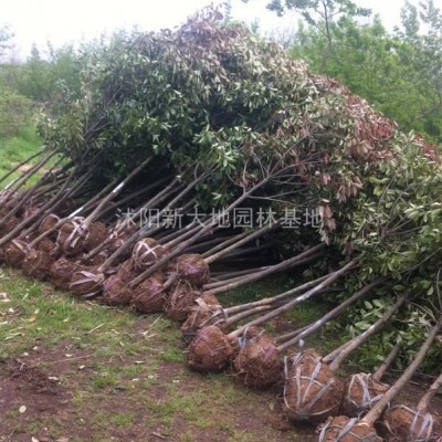 江蘇紫藤價格  紫藤供應商 紫藤種植基地 紫藤小苗