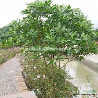 沭陽(yáng)高羊茅草坪基地直銷(xiāo)高羊茅草坪苗芽成活率高