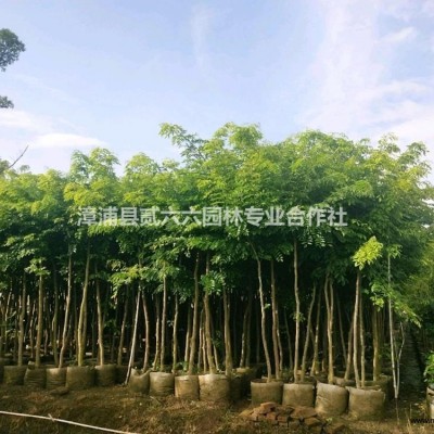 大小規(guī)格細(xì)葉芒高30公分，冠幅20公分，價格2.7基地