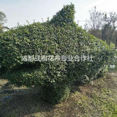 西南專業(yè)油麻藤種植基地  常春油麻藤  3-6米長(zhǎng)油麻藤出售