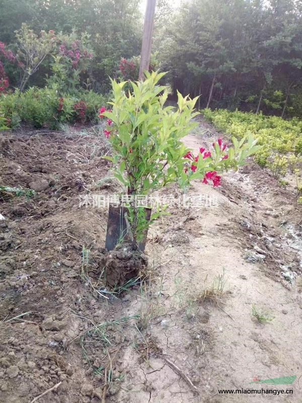 扶芳藤批發(fā)/扶芳藤價格/扶芳藤基地