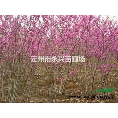 河北薔薇，薔薇價(jià)格，薔薇專業(yè)直銷*選永興苗圃