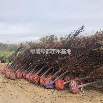 新疆爬山虎種植基地 爬墻虎批發(fā)價(jià)格 爬山虎苗圃批發(fā) 阿克蘇爬山虎