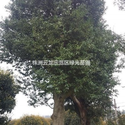 常青藤,爬山虎,常青藤低價供應,湖南常青藤批發(fā)價格