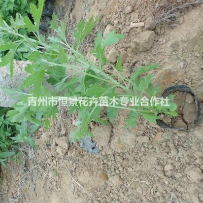 金冠黃楊自產(chǎn)自銷 金冠黃楊批發(fā)價格金冠黃楊種植基地