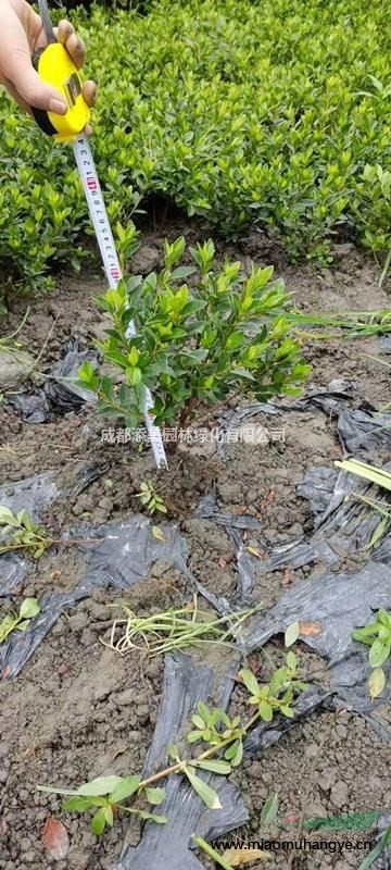 低價油麻藤 油麻藤價格 墻體攀援植物 常用墻體植物有哪些