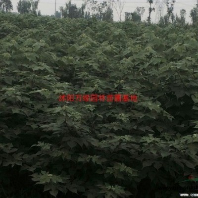 萬綠園高羊茅草坪價格_高羊茅草坪產地_高羊茅草坪草皮苗圃基地