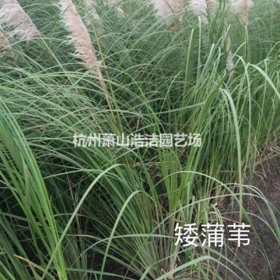 浙江蕭山水生植物基地－梭魚草