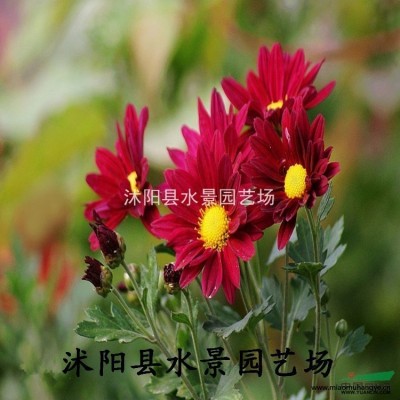 供應(yīng)紙莎草 莎草價(jià)格 紙莎草照片 紙莎草批發(fā) 沭陽(yáng)紙莎草