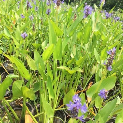 長柄冷水麻又名冷水花，花鏡地被長柄冷水麻，長柄冷水麻杯苗價格