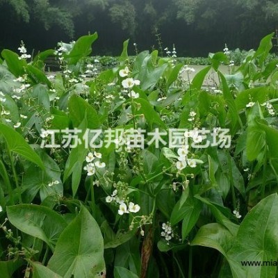 供應(yīng)香菇草 又叫金錢蓮 銅錢草