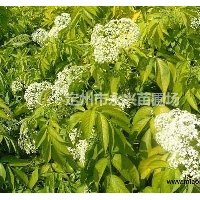 河北小葉扶芳藤，小葉扶芳藤報價，小葉扶芳藤30-80公分規(guī)格