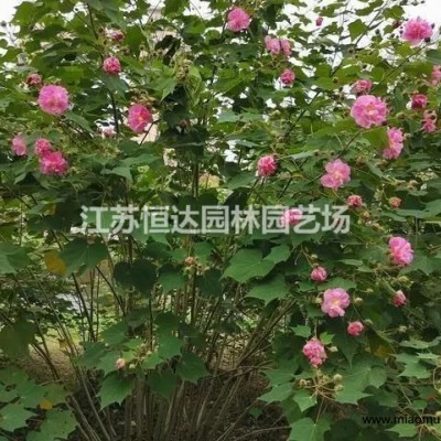 供應(yīng)薔薇 紅花薔薇小苗圖片/價(jià)格