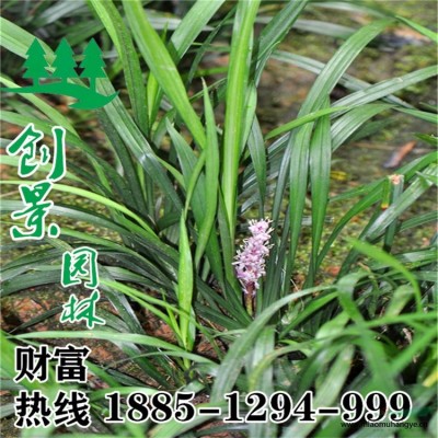 沭陽紫藤基地 紫藤小苗基地  規(guī)格*  質(zhì)優(yōu)價(jià)廉