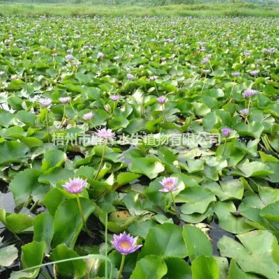 供應(yīng)四川哪里有水生植物基地｜四川哪里有賣水生植物｜梭魚草直銷