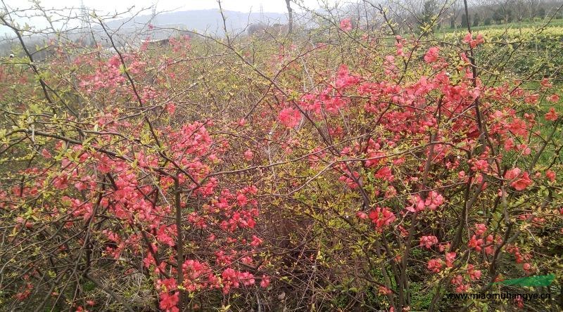 再力花，千屈菜。黃金菊