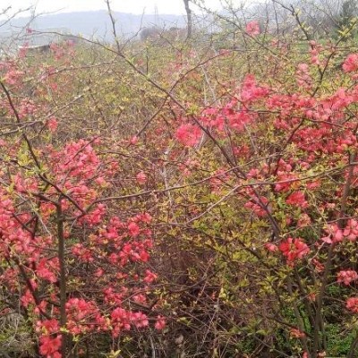 再力花，千屈菜。黃金菊