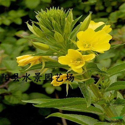 直銷水生植物 荇菜 【荷花，睡蓮，水芹】水生植物批發(fā)