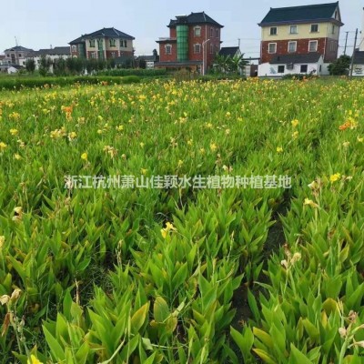 細葉芒基地直供細葉芒細葉芒價格浙江細葉芒佳穎園藝細葉芒直銷