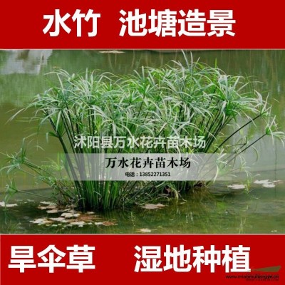 地被植物，細(xì)葉芒，芒草，細(xì)葉芒觀賞花草觀葉植物