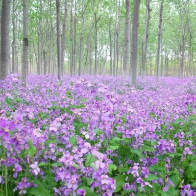 野茭白報價/浙江野茭白報價