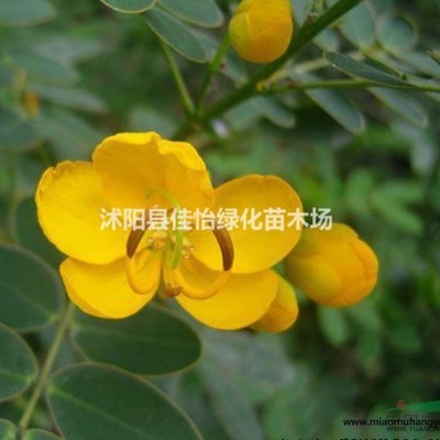 紫芋  水生植物 水生紫芋  紫芋苗 園林綠化 小區(qū)綠化