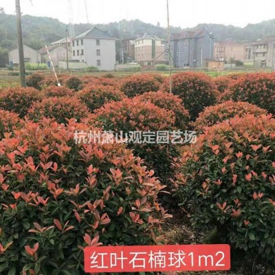 供應(yīng)小葉扶芳藤工程地栽苗：小杯苗