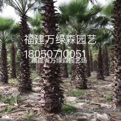 福建紫云騰小苗價(jià)格 福建凌霄小苗供應(yīng)