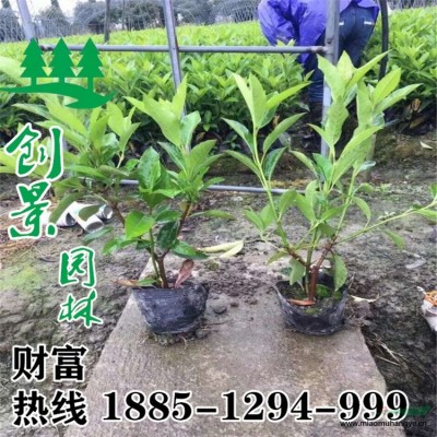 沭陽常年密刺薔薇  苗圃基地直銷  規(guī)格*