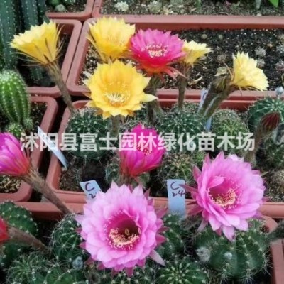 花卉種子/波斯菊/格?；?景觀花卉/波斯菊?qǐng)D片/波斯菊?qǐng)D片