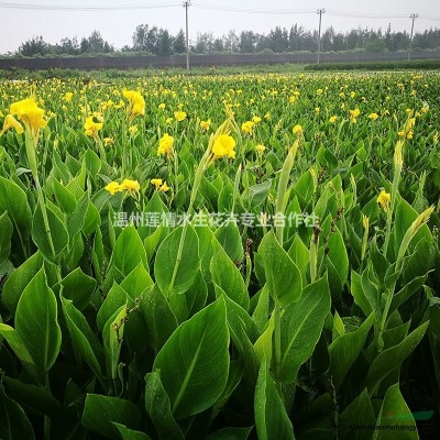 浙江溫州蓮情供應(yīng)常綠鳶尾 西伯利亞鳶尾 水生鳶尾 基地批發(fā)