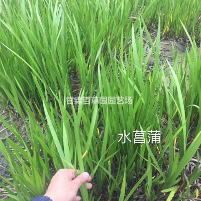 水菖蒲價(jià)格 浙江水生植物 杭州水生植物水菖蒲 蕭山水菖蒲