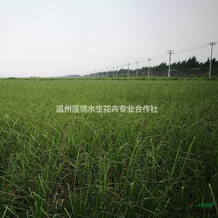 基地供應(yīng) 荇菜 莕菜 蓮葉莕菜 驢蹄 溫州蓮情水生植物價(jià)優(yōu)惠