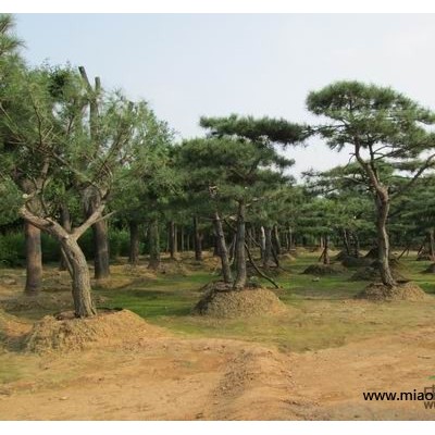 山東爬山虎