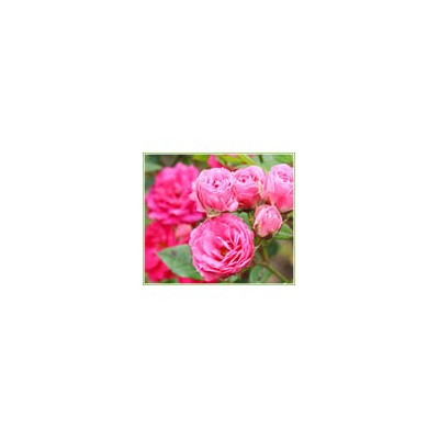 薔薇、紅帽、黃帽、馬海木、薩木莎、豐花月季