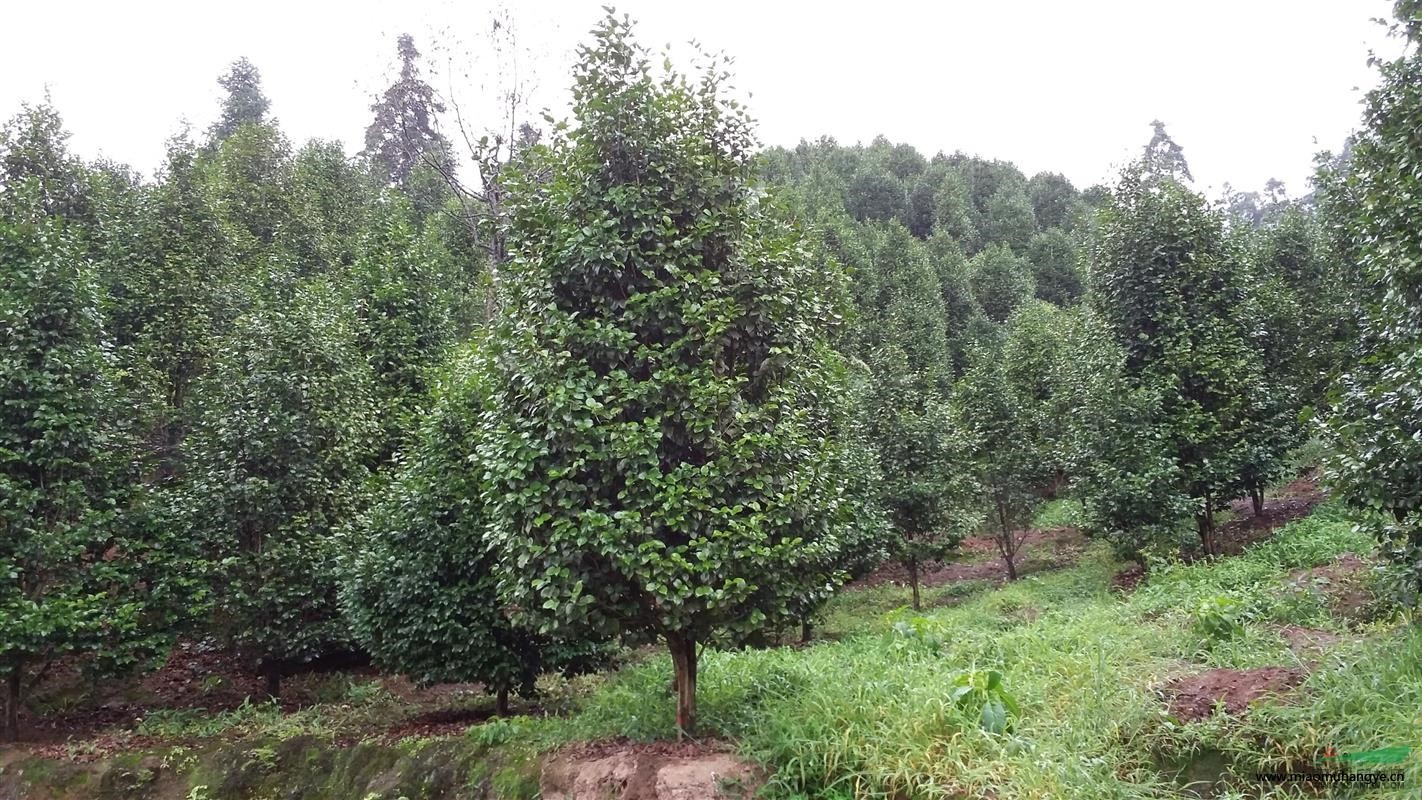 供應(yīng)油麻藤，油麻藤基地，四川油麻藤，批發(fā)油麻藤