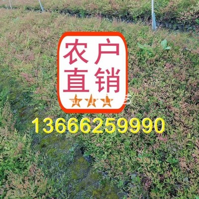 四川杯栽紫藤價(jià)格 成都直銷5米紫藤杯苗 溫江紫藤種植基地