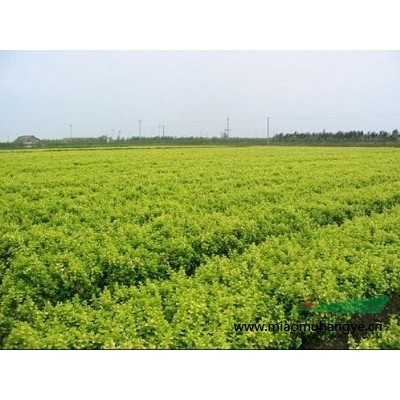 沭陽(yáng)園林供應(yīng)高羊茅草坪