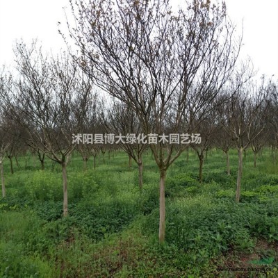 馬尼拉草坪,四季青草坪，高羊茅草坪,中華結(jié)蔞草