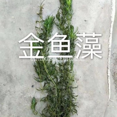 精品水生梭魚(yú)草/優(yōu)質(zhì)梭魚(yú)草行情/杭州梭魚(yú)草報(bào)價(jià)