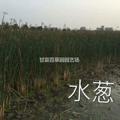 杭州水蔥實怕 今年水生植物水蔥基地 杭州水蔥報價.jpg