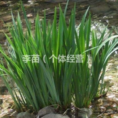 供應(yīng) 水菖蒲