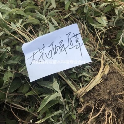 細(xì)葉芒 觀賞度高 成活率高 細(xì)葉芒量大優(yōu)惠