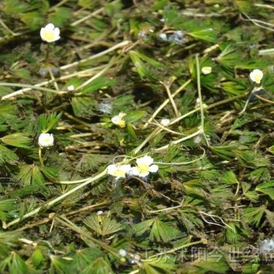 供再力花,菰草菜.伊樂(lè)藻,鳳眼蓮