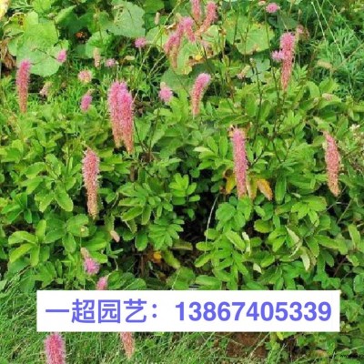 浙江金銀花 優(yōu)質(zhì)金銀花 金銀花基地 金銀花批發(fā)