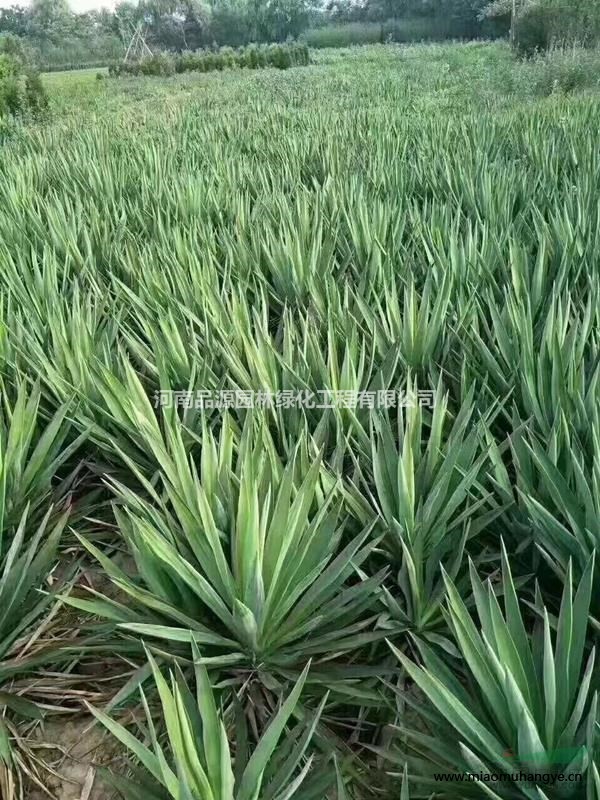 小葉扶芳藤苗 爬山虎 扶芳藤苗價(jià)格 河南綠化苗木批發(fā)