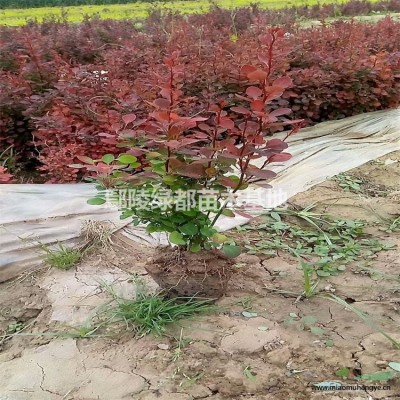 湖北月季花苗木基地 月季花批發(fā)價格 獨桿月季 爬藤月季 薔薇 都有啊喜歡的來