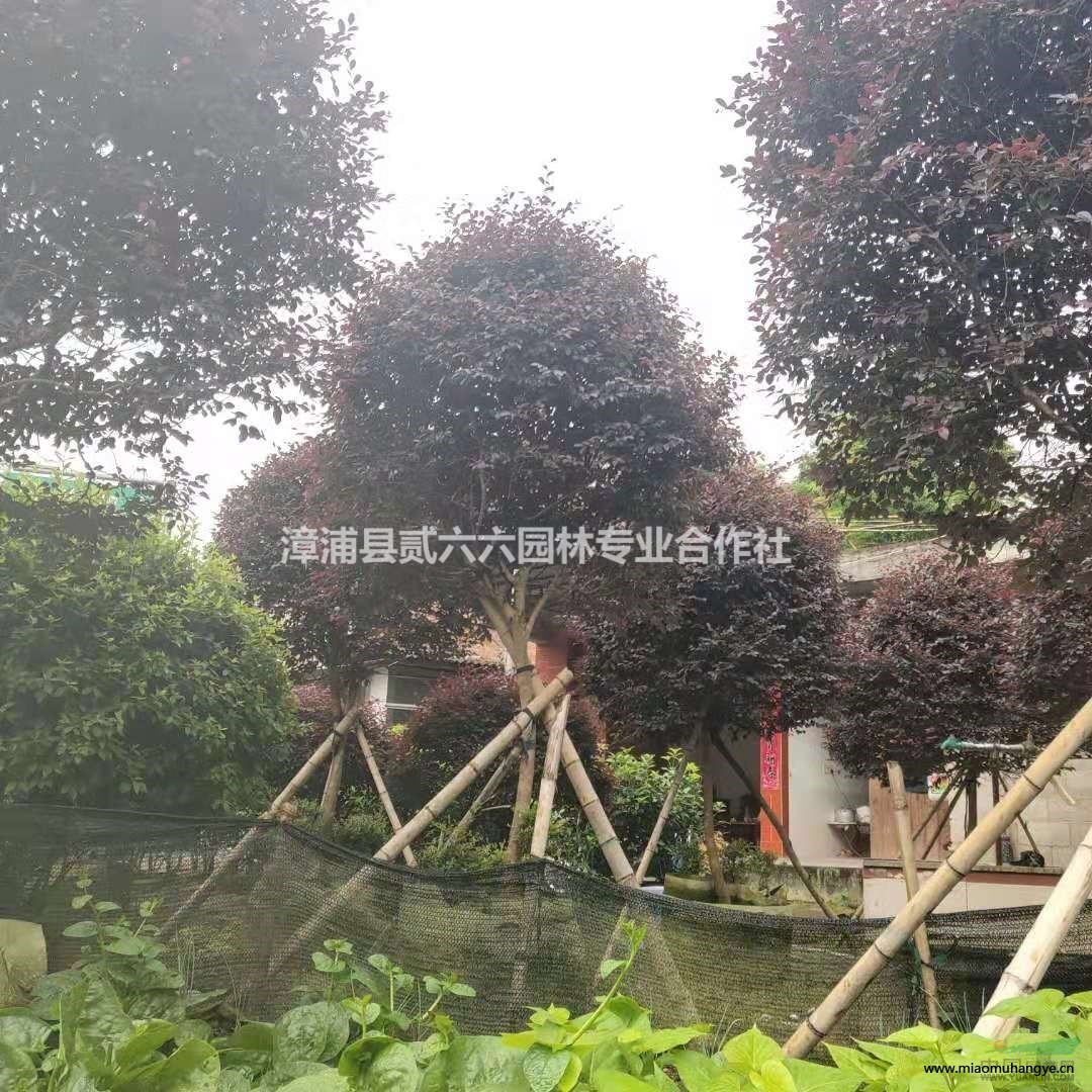 福建爬山虎高80-100 16塊哪里好/哪家便宜